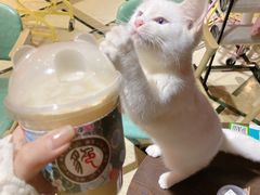 -猫色咖啡·猫咖