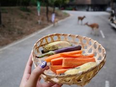 -清迈夜间动物园