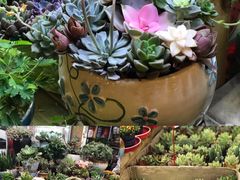 -双季花艺园艺市场(浦东店)