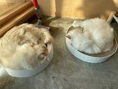 -瞄一喵猫咖(格力海岸店)