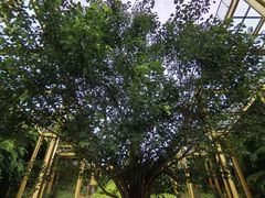 -西双版纳总佛寺