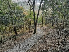 -上海佘山国家森林公园天马山园