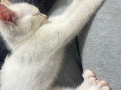 -汪喵宠物医院·骨科心脏影像·犬猫急重症ICU诊疗中心(成华分院)