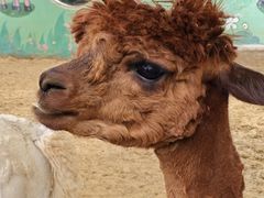 -鄂尔多斯野生动物园