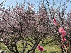 -上海海湾国家森林公园