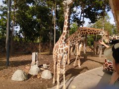 -清迈夜间动物园