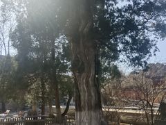 -大觉寺-停车场