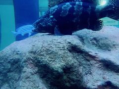 -厦门海底世界