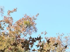 -广州市石门国家森林公园
