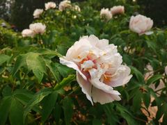 -北京植物园南门售票处