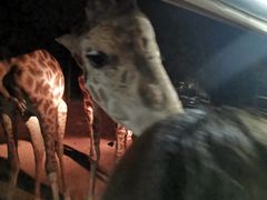 -清迈夜间动物园