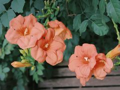 -同銮特种养殖场·龙虾垂钓