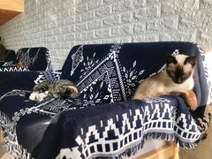 -平行世界·猫咖(首经贸店)