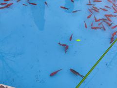 -南湖梦幻岛