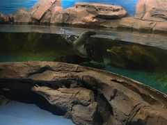 -沙沙哗啦海洋馆(华宇百花谷店)