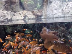 -萌宠奇缘(荣鼎店)