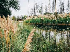 -白鹭湾湿地公园