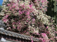 -深圳国际园林花卉博览园