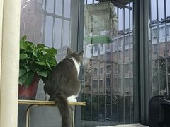 -艾贝尔宠物医院·24H转诊中心·肿瘤猫专科(江宁双龙店)