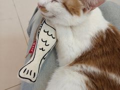 -平行世界·猫咖(首经贸店)