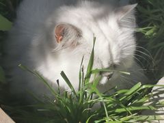 -喵屿·大理花园猫咖