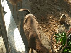 -清迈夜间动物园