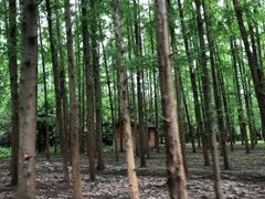 -东平国家森林公园