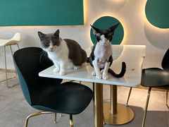 -飞行喵MR PILOT|猫舍·猫咖(静安大融城店)