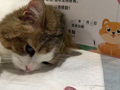 -守诺宠物医院·眼科· 特色牙科·异宠专科(虹口店)
