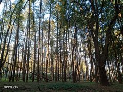 -上海共青森林公园