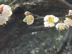 -潮府馆·非遗潮州菜·港式点心(世纪公园店)
