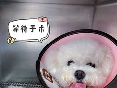 -哆趣宠物医院·眼科·内镜·急重症转诊中心(上海店)