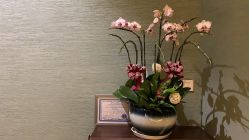 -娇玫荟SPA