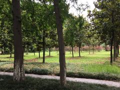 -金岛生态园烧烤露营地
