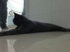 -瑞鹏宠物医院·骨科·猫科·内科(第一中心)
