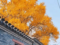 -北京国子监胡同