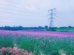 -紫颐香薰山谷景区