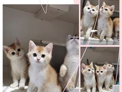 -东方名猫馆·英短金渐层布偶猫舍(环线广场1号楼店)