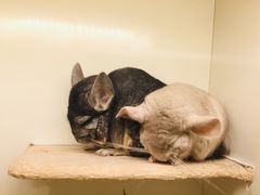 -龙猫仔乐园(惠福东路店)