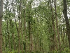 -合肥滨湖国家森林公园