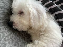 -翊宠yipet猫狗购宠庄园犬舍•猫舍