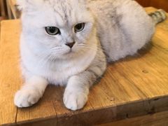 -李小姐の猫咖啡馆(五角场店)