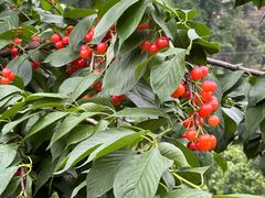 -樱桃山旅游景区