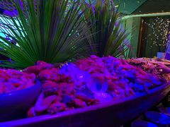 -海棠湾洲际-涛·海底餐厅·美人鱼·自助餐·海底隧道
