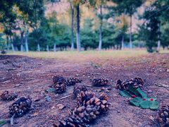 -大兴滨河森林公园