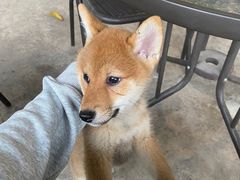 -柴犬高等学院·狗咖·柴犬售卖·宠物训练