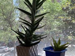 -木辛水水冰煮羊(凤城六路店)