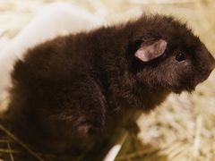 -藦茜花园宠物主题亲子互动体验馆(国顺东路店)