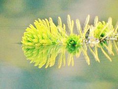 -桤木河湿地公园