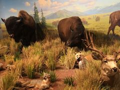 -陕西自然博物馆